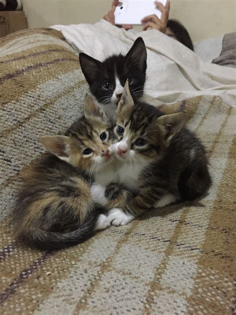 regalo gatitos cerca de torrelavega|Regalo gatos .